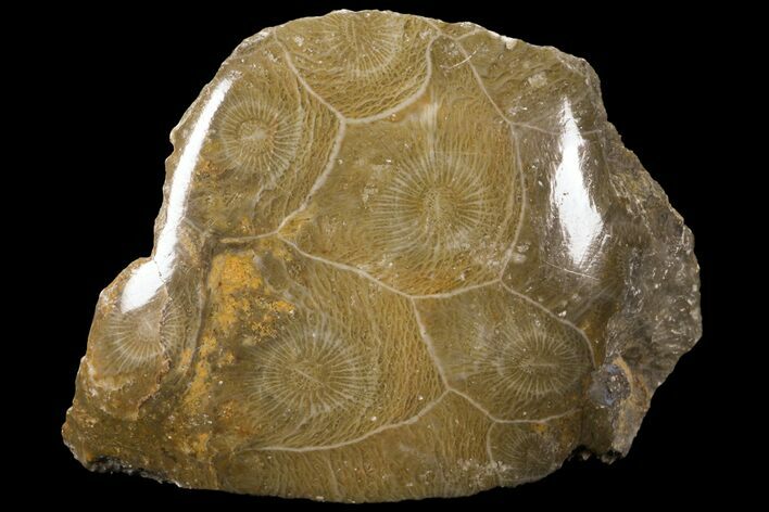 Polished Fossil Coral (Actinocyathus) - Morocco #100572
